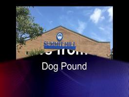 News from the Dog Pound October 3rd